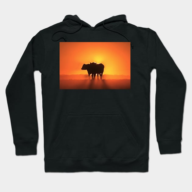 Kansas Golden Sunset with a Cows Silhouettes Hoodie by ROBERTDBROZEK